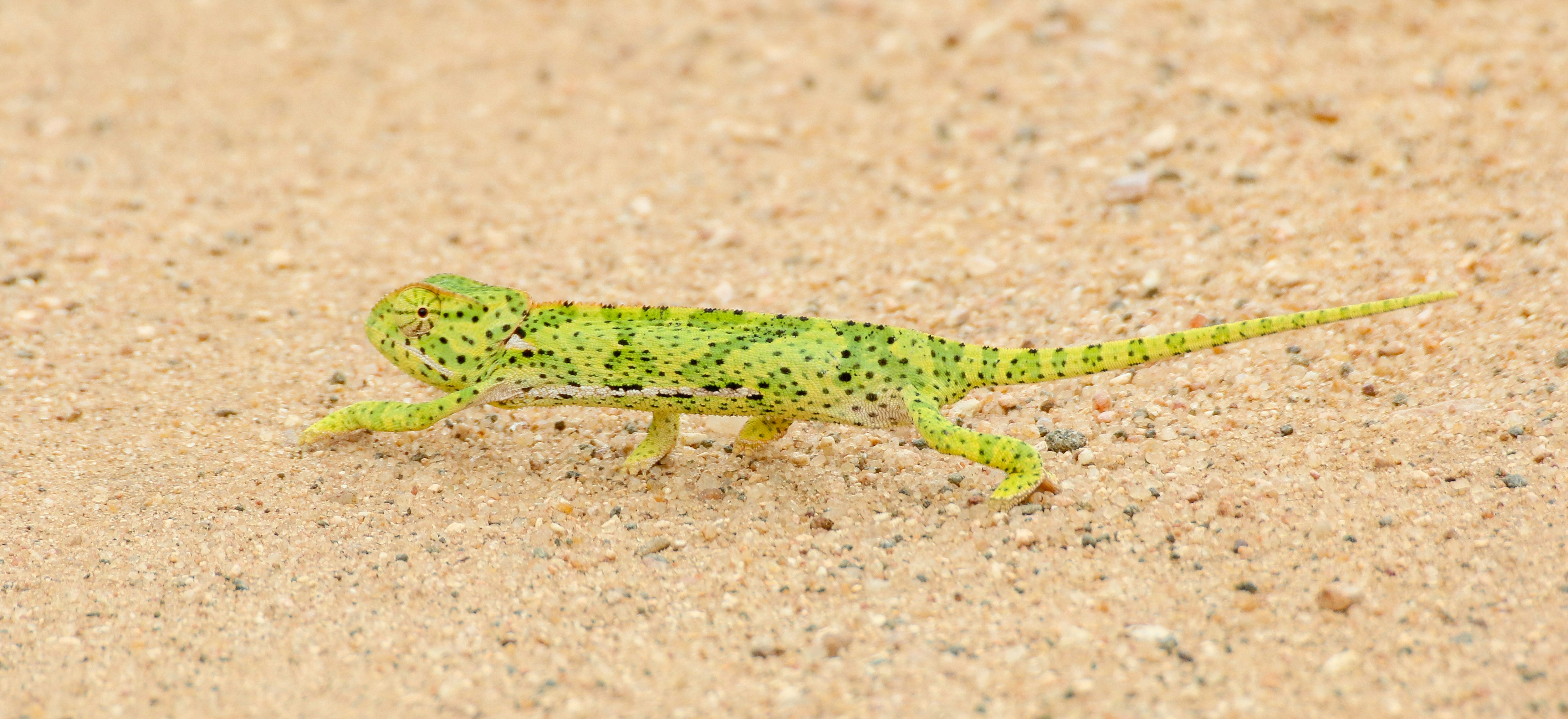 green and brown chameleon on brown sand during daytime